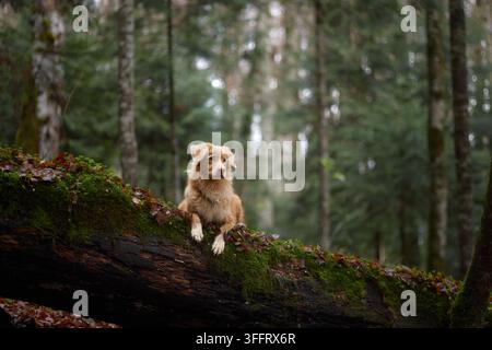 Un Nova Scotia Duck Tolling Retriever è seduto tranquillamente su un tronco caduto in una foresta. Gli alberi fitti e la superficie muschiosa contribuiscono all'atmosfera pacifica. Foto Stock