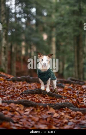Cane Jack Russell Terrier con maglione si trova tranquillamente in un'area boschiva. Il terreno è coperto di foglie secche d'autunno. Foto Stock