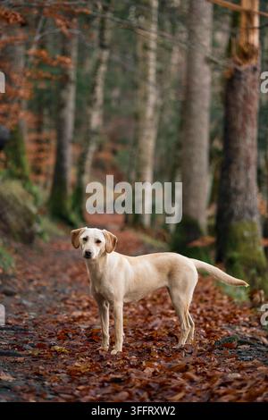 Un cane color crema si ferma a metà passo su un sentiero boschivo coperto di foglie arancioni. Gli alberi incorniciano entrambi i lati del sentiero. Foto Stock