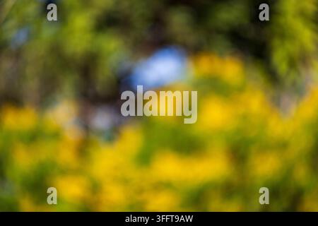 Natura astratta artistica vivace gialla e verde con uno sfondo bokeh luce blu scintillante Foto Stock