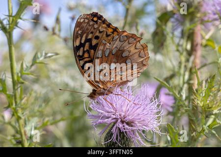 Grande farfalla fritillaria che si nutre di fiori di cardo selvatico (Cirsium vulgare) nella contea di Lee, Iowa Foto Stock