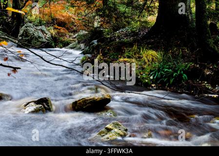 Esposizione lunga di un ruscello boschivo che scorre su rocce muschiose sotto il fogliame autunnale. Foto Stock