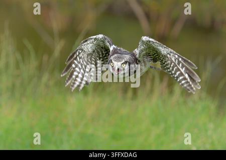 Giovane civetta nordica o civetta nordica (Surnia ulula) con sfondo verde nei Paesi Bassi Foto Stock