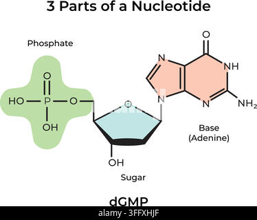 Tre parti di un nucleotide che mostrano il gruppo fosfato, lo zucchero e la base azotata dell'adenina Illustrazione Vettoriale