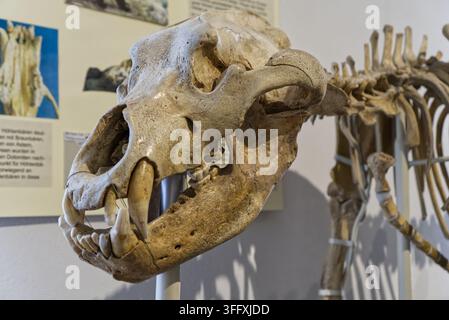 Dessau-Roßlau, Germania, 9 giugno 2026 Scheletro della testa di un orso delle caverne Foto Stock