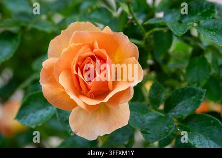 Rosa ‘Hansestadt Rostock’, rosa floribunda, un cultivar di rosa tedesco compatto con fiori riccamente pieni e delicatamente profumati in caldi toni di albicocca-arancione. Foto Stock