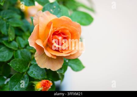 Rosa ‘Hansestadt Rostock’, rosa floribunda, un cultivar di rosa tedesco compatto con fiori riccamente pieni e delicatamente profumati in caldi toni di albicocca-arancione. Foto Stock