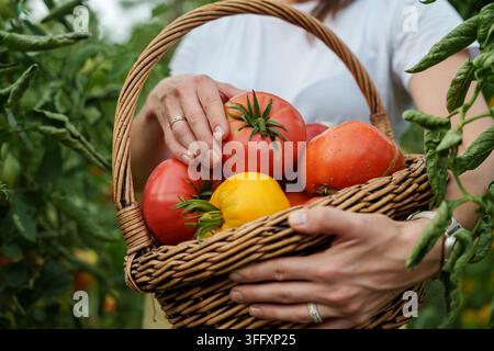Close up di un cesto pieno di pomodori appena raccolti Foto Stock