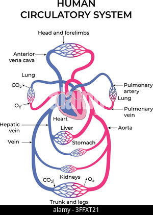Sistema circolatorio umano che mostra la circolazione sanguigna polmonare e sistemica attraverso gli organi principali Illustrazione Vettoriale