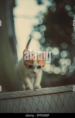 Gattino arancione e bianco che cammina su una superficie ruvida. Foto Stock