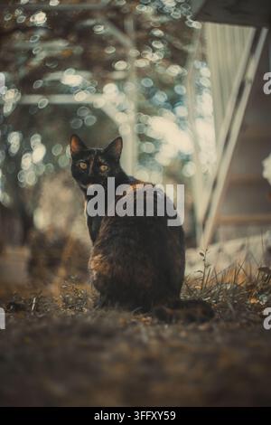 Gatto tartarugato nero e marrone con occhi gialli seduto su terreno asciutto. Foto Stock