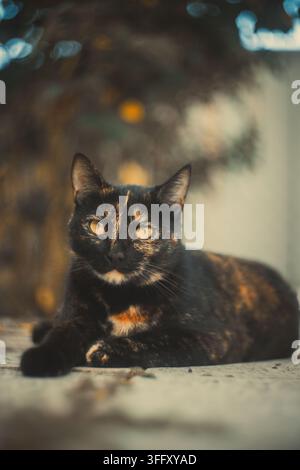 Gatto tartarugato con occhi gialli sdraiato su una superficie lastricata. Foto Stock