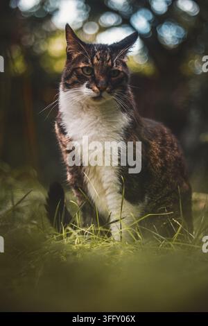 Gatto tigrato e bianco con occhi verdi seduto nell'erba all'aperto. Foto Stock