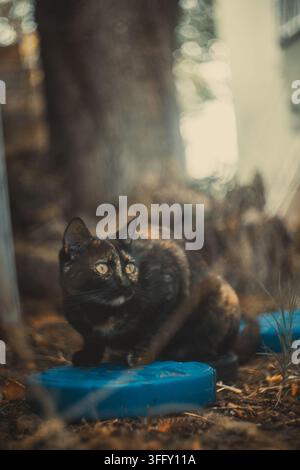Gatto tartarugato nero e marrone con occhi gialli seduto su un oggetto blu all'aperto. Foto Stock