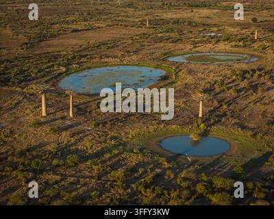 Veduta aerea degli iconici alberi baobab sparsi nella paesaggio arido con piccoli stagni che riflettono il cielo a Morondava, Menabe, Madagascar. Foto Stock
