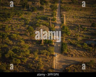 Vista aerea dell'iconica Avenue dei Baobab con un veicolo che procede lungo la strada sterrata circondata da antichi baobab nel paesaggio arido di Foto Stock