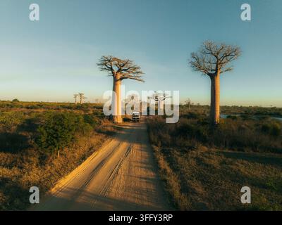 Vista aerea dell'Avenue dei Baobab con un veicolo che percorre una strada sterrata polverosa circondata da baobab nella savana al tramonto a Moronda Foto Stock