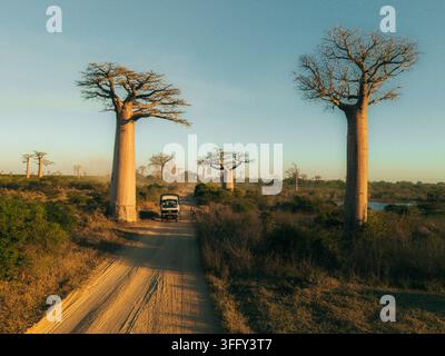 Vista aerea dell'Avenue dei Baobabs con un camion che percorre una strada sterrata polverosa circondata da iconici alberi di baobab nella luce dorata della tarda Af Foto Stock