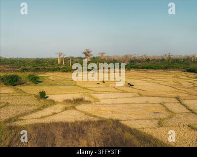 Vista aerea dell'iconica Avenue dei Baobab con campi dorati e bestiame al pascolo nel paesaggio rurale di Morondava, Menabe, Madagascar. Foto Stock