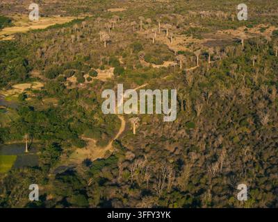 Vista aerea degli iconici alberi baobab sparsi nella lussureggiante campagna e sui sentieri sterrati a Morondava, Menabe, Madagascar. Foto Stock