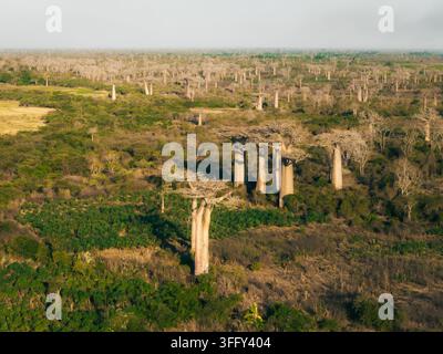 Vista aerea dell'Avenue dei Baobab, con iconici alberi di baobab giganti che si ergono sopra il paesaggio arido e la vegetazione lussureggiante a Morondava, M Foto Stock
