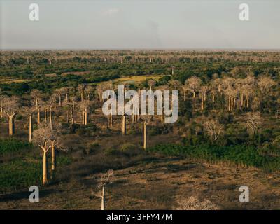 Vista aerea degli iconici alberi baobab sparsi nella paesaggio arido della regione di Morondava, Menabe, Madagascar. Foto Stock