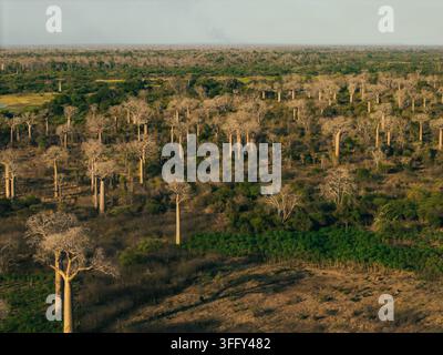 Veduta aerea degli iconici alberi di baobab sparsi nella paesaggio arido di Morondava, Menabe, Madagascar. Foto Stock