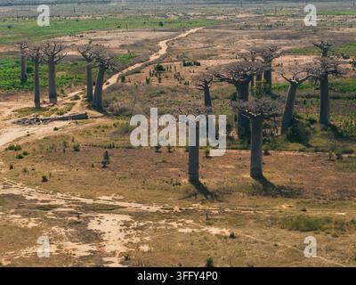 Vista aerea dell'iconica Avenue of the Baobabs con i suoi imponenti alberi antichi sullo sfondo del paesaggio secco e arido della regione di Menabe a Morondava Foto Stock