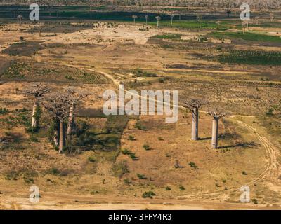Veduta aerea dell'iconica Avenue dei Baobab con enormi alberi antichi sparsi nella paesaggio secca e dorata con sentieri di terra a Morondav Foto Stock