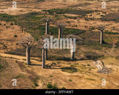 Vista aerea dell'iconica Avenue dei Baobabs con i suoi imponenti alberi Adansonia grandidieri che proiettano lunghe ombre sull'arida paesaggio di Moronda Foto Stock