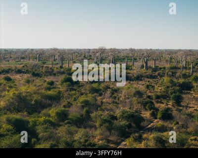 Vista aerea dell'iconica Avenue dei Baobab con imponenti alberi di Adansonia grandidieri che si ergono sopra il paesaggio arido di Morondava, Menabe, Ma Foto Stock