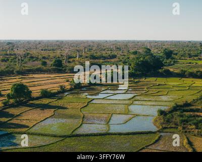 Vista aerea dell'iconica Avenue dei Baobab circondata da rigogliosi campi di riso e terreni agricoli nella campagna di Morondava, Men Foto Stock