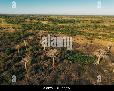 Veduta aerea degli iconici alberi baobab sparsi nella paesaggio arido dell'Avenue dei Baobab a Morondava, Menabe, Madagascar. Foto Stock