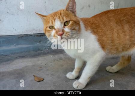 Gatto tigrato zenzero terracotta e avorio con occhi ambrati guarda curiosamente la fotocamera su uno sfondo urbano minimalista grigio ardesia e bianco sporco. Evok Foto Stock