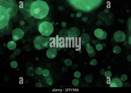 Sfondo nero astratto con luci bokeh verdi morbide ed effetti di bagliore sottili. Sfondo atmosferico scuro con illuminazione verde sfocata, ele Foto Stock