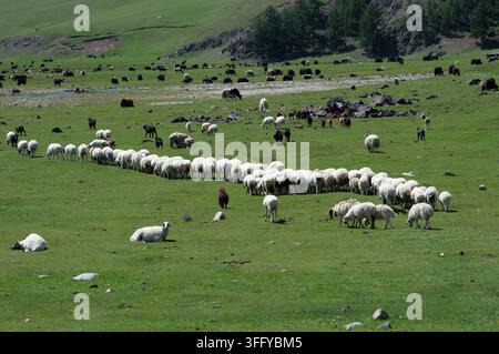Valle dell'Orkhon, Mongolia - 5 agosto 2026: Una lunga fila di pecore si muove attraverso la steppa aperta. Foto Stock