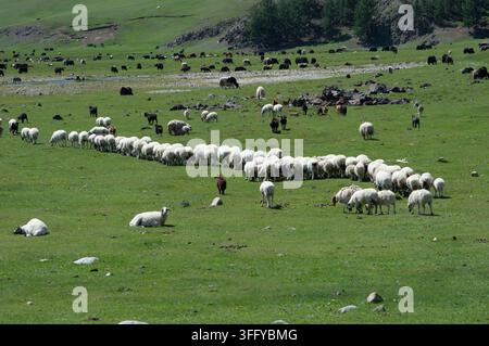 Valle dell'Orkhon, Mongolia – 5 agosto 2026: Una fila di pecore attraversa la prateria con yak che pascolano nelle vicinanze. Foto Stock