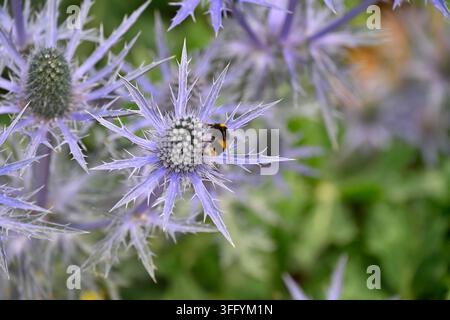 Fiori estivi blu metallico di cardo marino, Eryngium × olivierianum Myersblue o Eryngium x zabelii 'Big Blue' con ape, giardino del Regno Unito, giugno Foto Stock