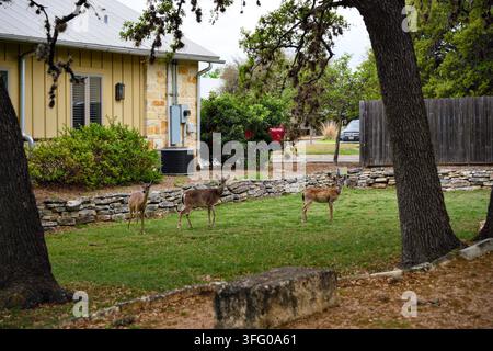 Tre cervi dalla coda bianca su un prato residenziale erboso accanto a un muro di sostegno in pietra, alberi, recinzioni e una casa a Kerrville, Texas, USA. Foto Stock