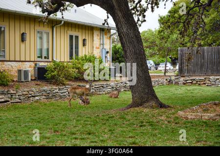 Una cerva dalla coda bianca si trova con due cerbiatti su un prato residenziale erboso accanto a un muro di pietra e una casa a Kerrville, Texas. Foto Stock
