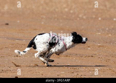 Un vivace English Springer Spaniel bianco e nero con un guinzaglio rosa salta tra le onde dell'oceano in una giornata di sole. Southport, Regno Unito. Foto Stock