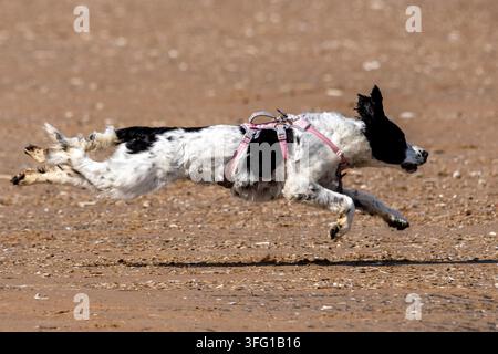 Un English Springer Spaniel bianco e nero con un guinzaglio rosa salta in aria mentre corre su una spiaggia sabbiosa. Southport, UK. Foto Stock