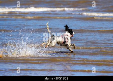 Un vivace English Springer Spaniel bianco e nero con un guinzaglio rosa salta tra le onde dell'oceano in una giornata di sole. Southport, Regno Unito. Foto Stock
