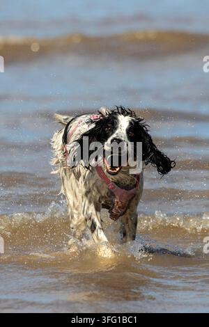 Un vivace English Springer Spaniel bianco e nero con un guinzaglio rosa salta tra le onde dell'oceano in una giornata di sole. Southport, Regno Unito. Foto Stock
