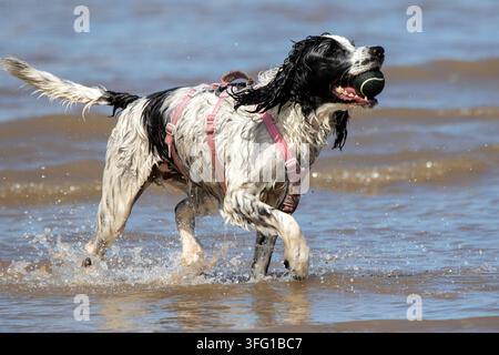 Un vivace English Springer Spaniel bianco e nero con un guinzaglio rosa salta tra le onde dell'oceano in una giornata di sole. Southport, Regno Unito. Foto Stock