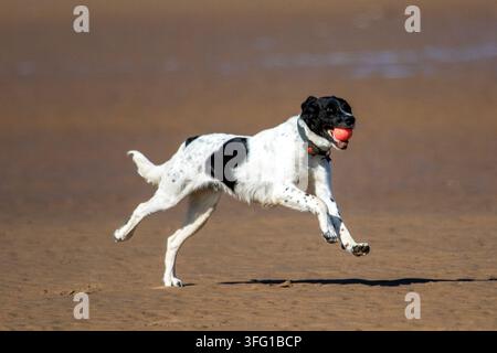 Un cane meticcio pointer bianco e nero energico che salta in aria mentre recupera una piccola palla arancione su una spiaggia di sabbia bagnata. Southport, Regno Unito. Foto Stock