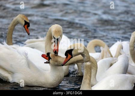 Una vista ravvicinata di cigni mute che immergono le loro teste verso una riva di cemento cosparsa di granelli di mangime per uccelli. Southport, UK. Foto Stock