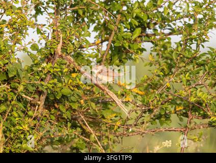 Mugolo (Sylvia communis) appollaiato su una siepe di un campo agricolo in estate. Suffolk, Regno Unito Foto Stock