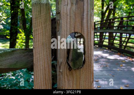 Un pezzo di legno consumato coperto di muschio verde, stretto saldamente dentro un foro nodale ovale di un palo di legno verticale. Foto Stock