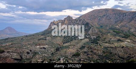 Aiole d'ulivo si estendono sotto una cresta calcarea frastagliata. Albanchez de Mágina, Jaén, Spagna. 20 agosto 2026. Foto Stock